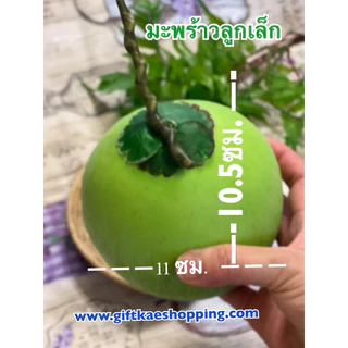 # มะพร้าวปลอม #โมเดลมะพร้าว (ลูกเล็ก)