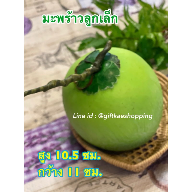 # มะพร้าวปลอม  #โมเดลมะพร้าว (ลูกเล็ก)