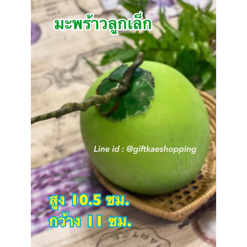 # มะพร้าวปลอม #โมเดลมะพร้าว (ลูกเล็ก)