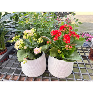 1/8/26พร้อมส่ง กุหลาบหินดอกซ้อน Kalanchoe blossfeldiana กระถาง4นิ้ว ดอกสวย