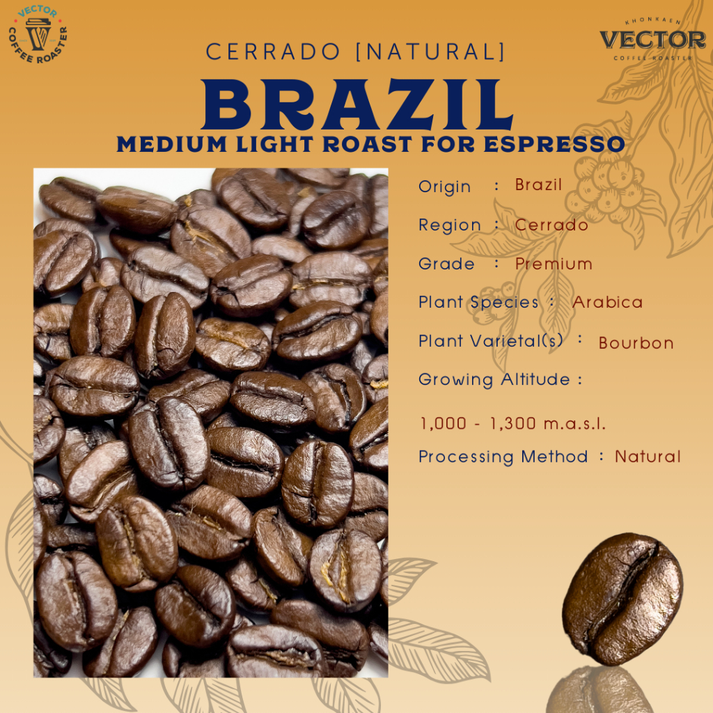 VECTOR : Brazil เมล็ดกาแฟคั่วกลาง สำหรับชงเอสเพรสโซ่ 200 กรัม ราคา ถูกที่สุด ดีลบีเคเค แกลเลอรีภาพที่ 2