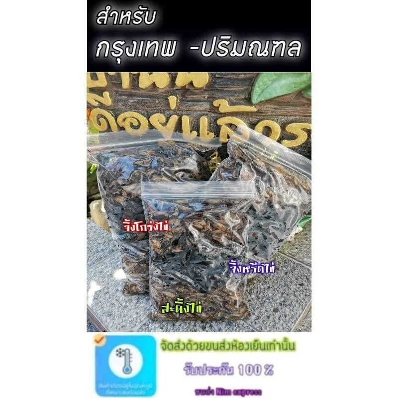 สำหรับ กทม - ปริมณฑล เท่านั้น รวม 3 อย่าง (จิ้งหรีด/สะดิ้ง/จิ้งโกร่ง)