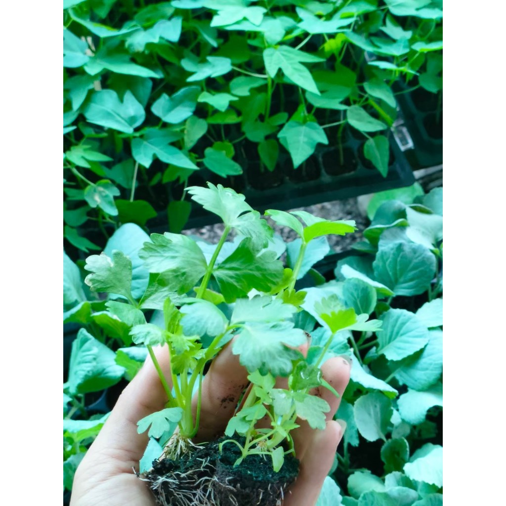 ต้นกล้า ขึ้นฉ่าย  (Celery) ต้นละ 10บาท ซื้อ 10แถม 2 คึ่นช่าย ใบคล้ายผักชีแต่โตกว่า พืชที่มีคุณค่าทางอาหาร