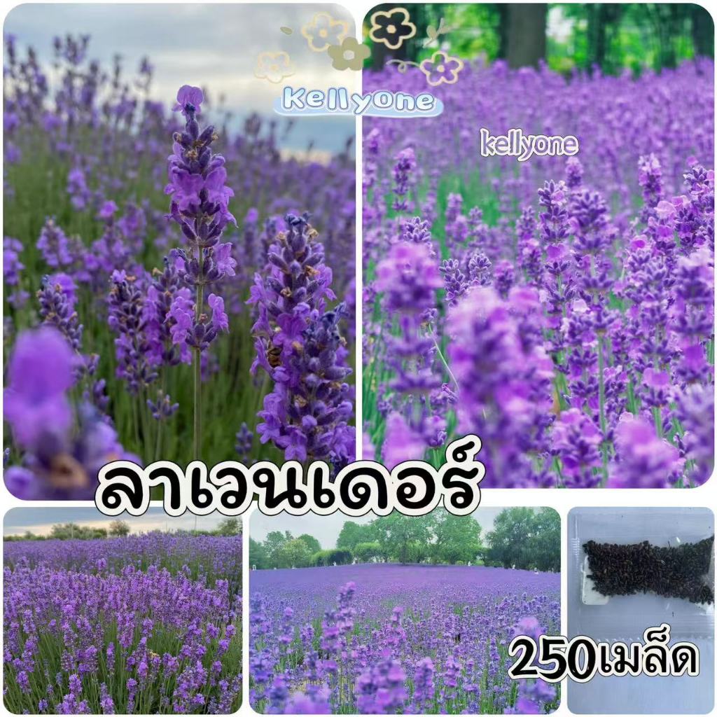เมล็ดพันธุ์ ดอกลาเวนเดอร์ อังกฤษ บรรจุ 250 เมล็ด