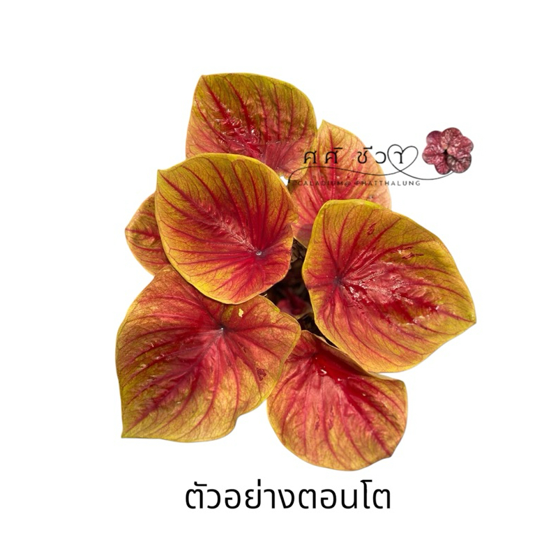 จตุรเทพ บอนสีทรงใบกาบ สีเหลืองกระดูกแดง กระถาง4นิ้ว แข็งแรง