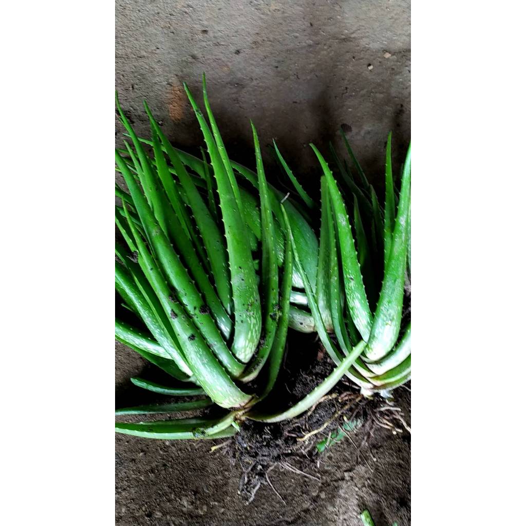 ต้นพันธุ์  ว่านหางจระเข้  Aloe Vera ในถุงดำพร้อมปลูก 29 บาท