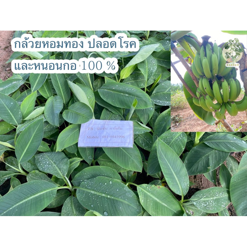 ต้นพันธุ์กล้วยหอมทอง📌จากแล็บเพาะเลี้ยงเนื้อเยื่อ | ปลอดโรค | ไซส์ 2 เดือน📌 พร้อมปลูกลงแปลง (จำนวน 10 ต้น)
