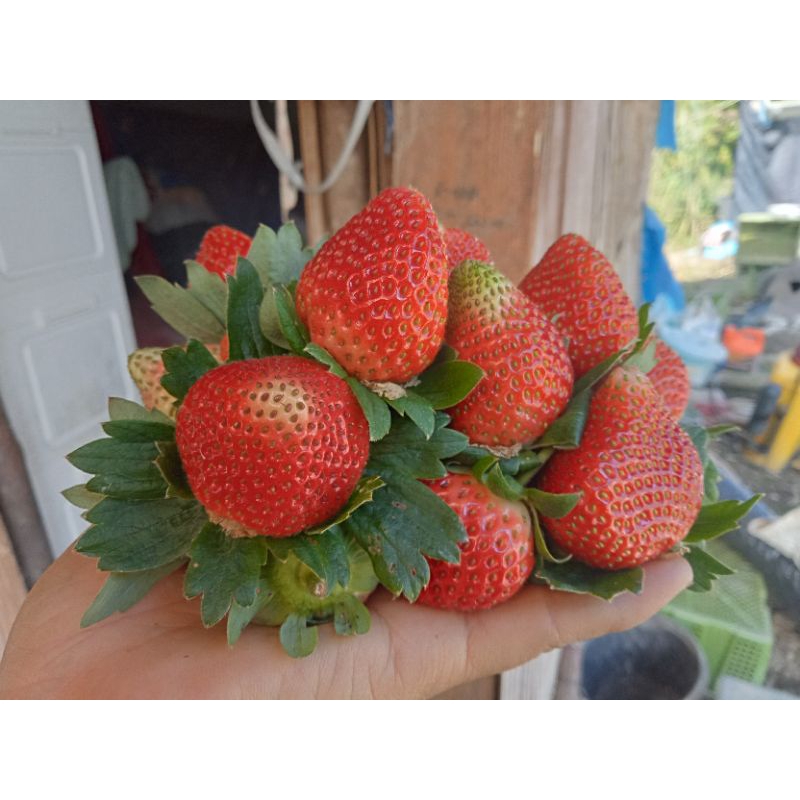 สตรอเบอร์รี่พันธุ์อเมริการวมไซส์ขนาด500กรัม