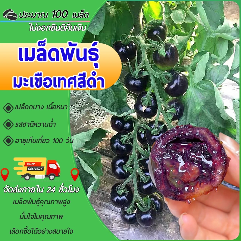 100เมล็ด เมล็ดพันธุ์มะเขือเทศดำ สีดำ งอกง่าย โตไวลูดดก สวยแปลก