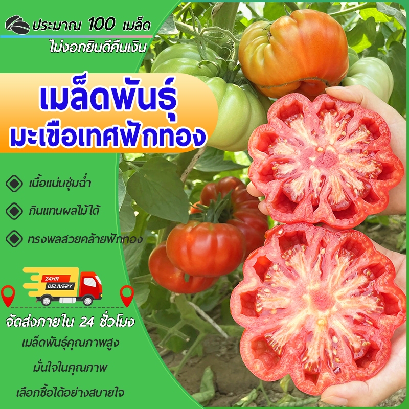 100 เมล็ดเมล็ดพันธุ์มะเขือเทศฟักทองมะเขือเทศงอกง่ายโตไวสายพันธุ์ต่างประเทศ รสชาติเปรี้ยวอมหวาน