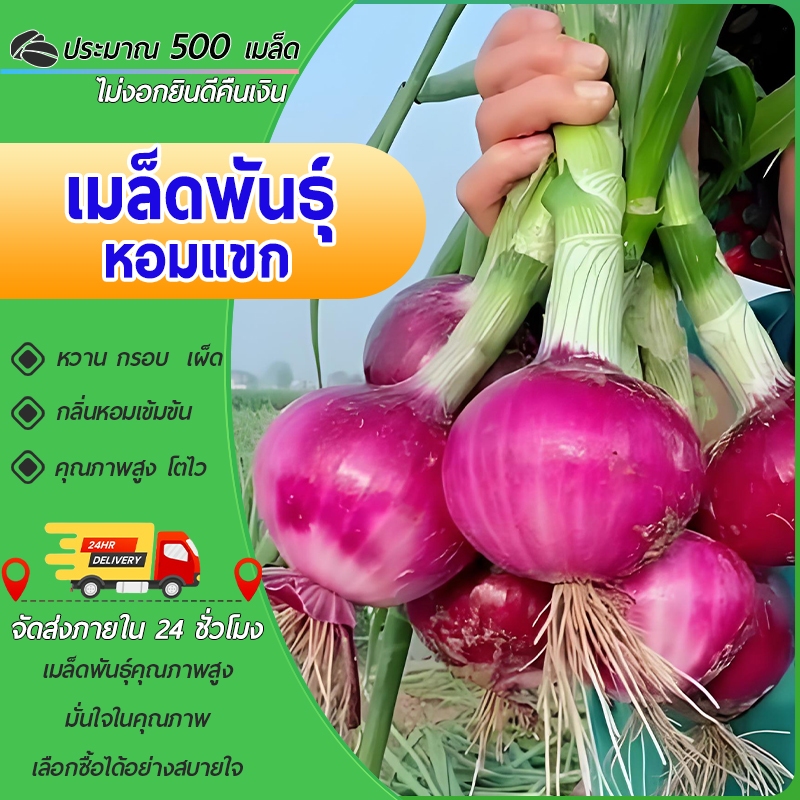500 เมล็ด Onion เมล็ดพันธุ์หอมแขก หอมใหญ่ สเปนเมล็ดหอม เมล็ดหอมใหญ่แดง พันธุ์แท้