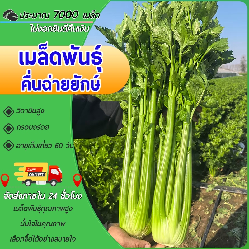 7000 เมล็ด เมล็ดพันธุ์คื่นฉ่ายยักษ์ คื่นฉ่ายฝรั่ง เซเลอรี่ ต้นใหญ่ยักษฺ์