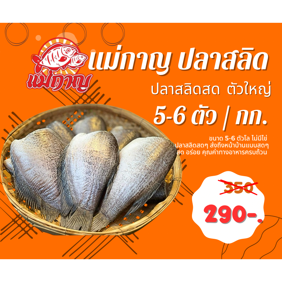 ปลาสลิดไซส์จัมโบ้ (ไม่ไข่) 1 กก. ได้ถึง 5-6 ตัว แม่กาญปลาสลิด