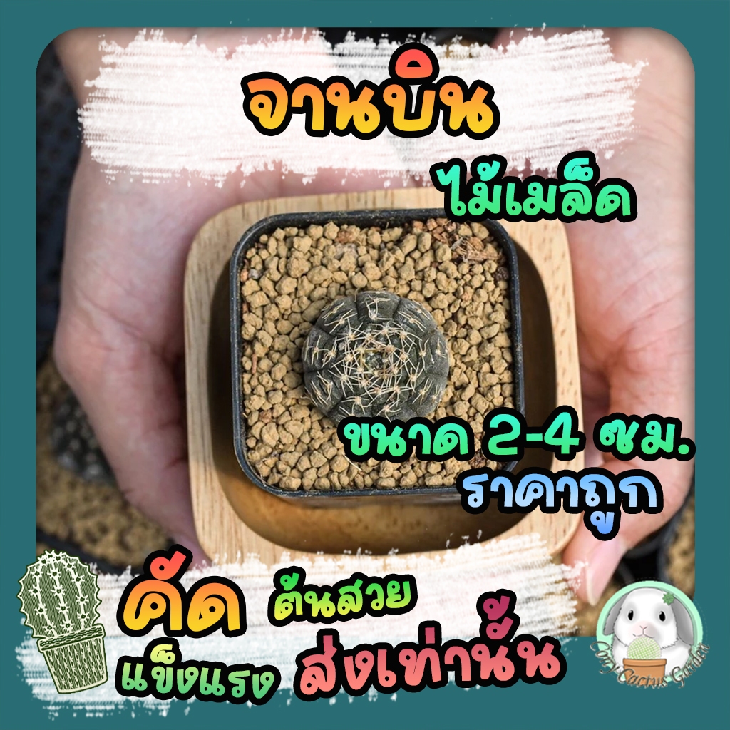 ต้นยิมโนจานบิน ( ต้นกระบองเพชร Gymnocalycium Ragonesei )🌵แคคตัส🌵