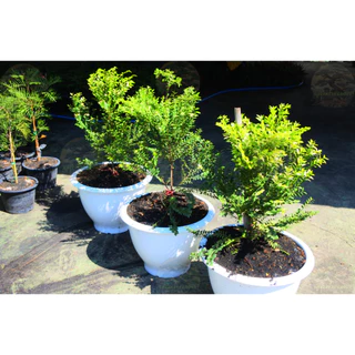 [พร้อมส่ง] ต้นล่ำซำ (Ficus microcarpa) สูง 60-70 cm ฟอร์มสวย *ราคาไม่รวมกระถาง*
