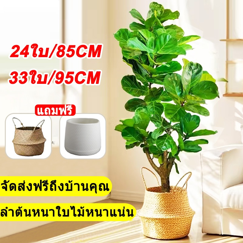 กระถาง ต้นไม้ปลอม(ฟรี!!หินโรย) พร้อมกระถาง ต้นไม้ปลอม สูง75ซม18ใบไม้ ต้นไทรใบสัก ร้อยปีไม่เสีย สำหรับตกแต่งบ้านและสวน