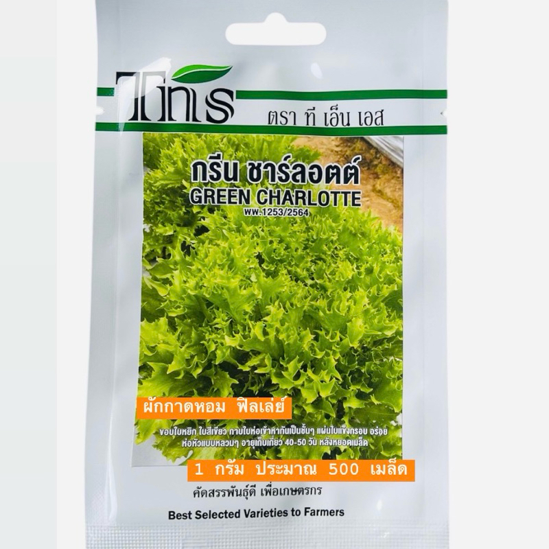 tns สลัด ฟิลเล่ย์ กรีน ชาร์ลอตต์ (500 เมล็ด)