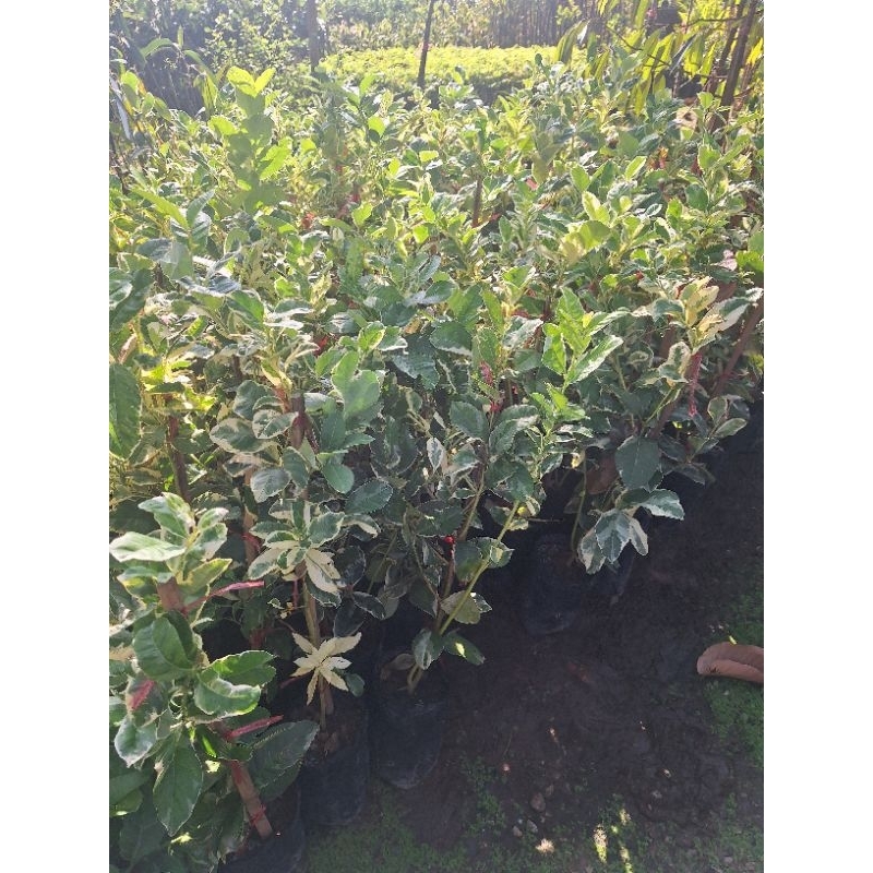 ต้นมะนาวเลมอนด่าง ลูกและใบด่างสวยแปลก ต้นพันธุ์ (เสียบยอด) สูง 60-80 ซม. - รูปที่ 5