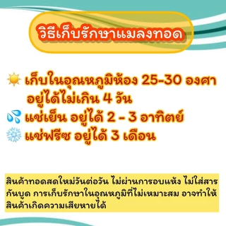 จิ้งโกร่งไข่ทอด (จิ้งหรีดขาว) แมลงทอดตามออเดอร์ สดใหม่ทุกวัน