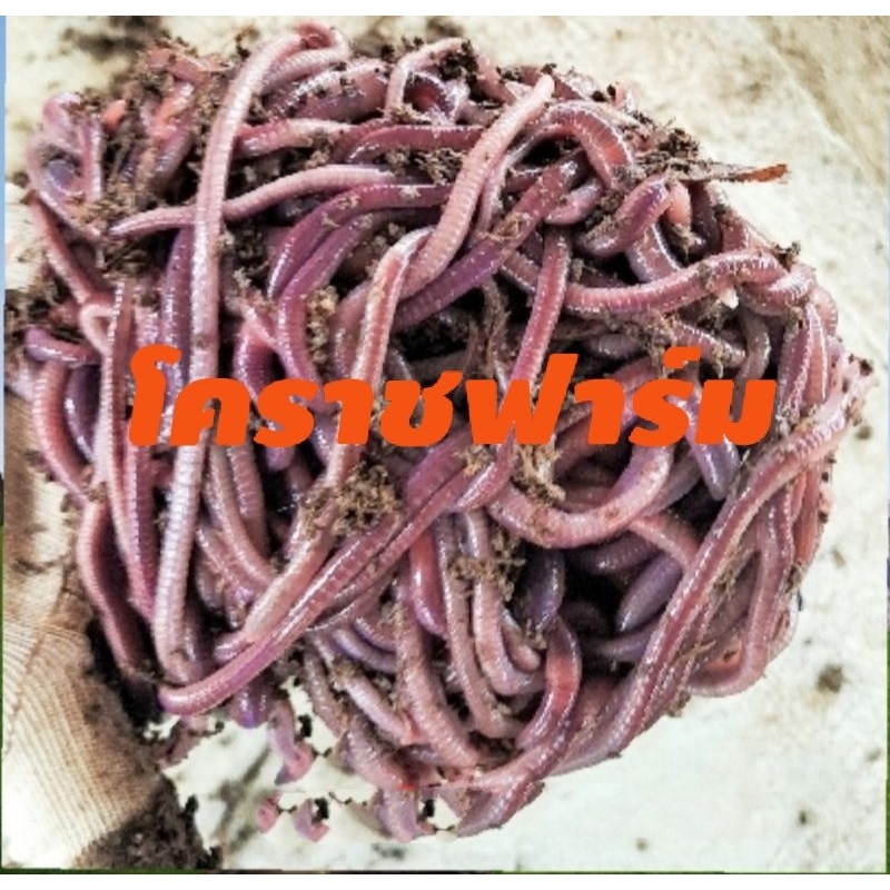 ไส้เดือนพันธุ์ AF ขนาด100g.