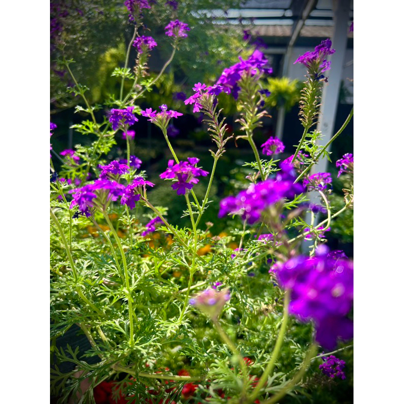 เวอร์บีน่า Verbena Purple Color ต้นเวอร์บีน่า สีม่วงไม้ดอก ไม้ประดับ ดอกไม้กินได้ ต้นใหญ่พุ่มสวย ส่งทั้งกระถาง