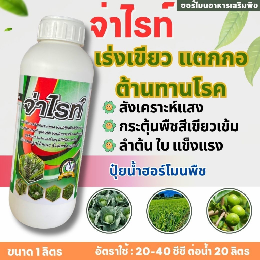 จ่าไรท์ ขนาด 1 ลิตร แมกนีเซียม3% สูตรเข้มข้น ช่วยให้ ข้าวแตกกอดี เขียวนาน เร่งราก เร่งแตกกอ รากโตไว