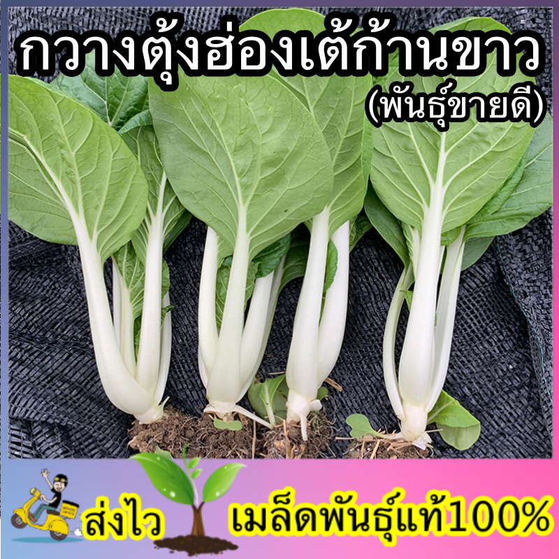 เมล็ดพันธ์ุ กวางตุ้งฮ่องเต้ก้านขาว กวางตุ้งใบก้านขาว ซองละ 100 เมล็ด