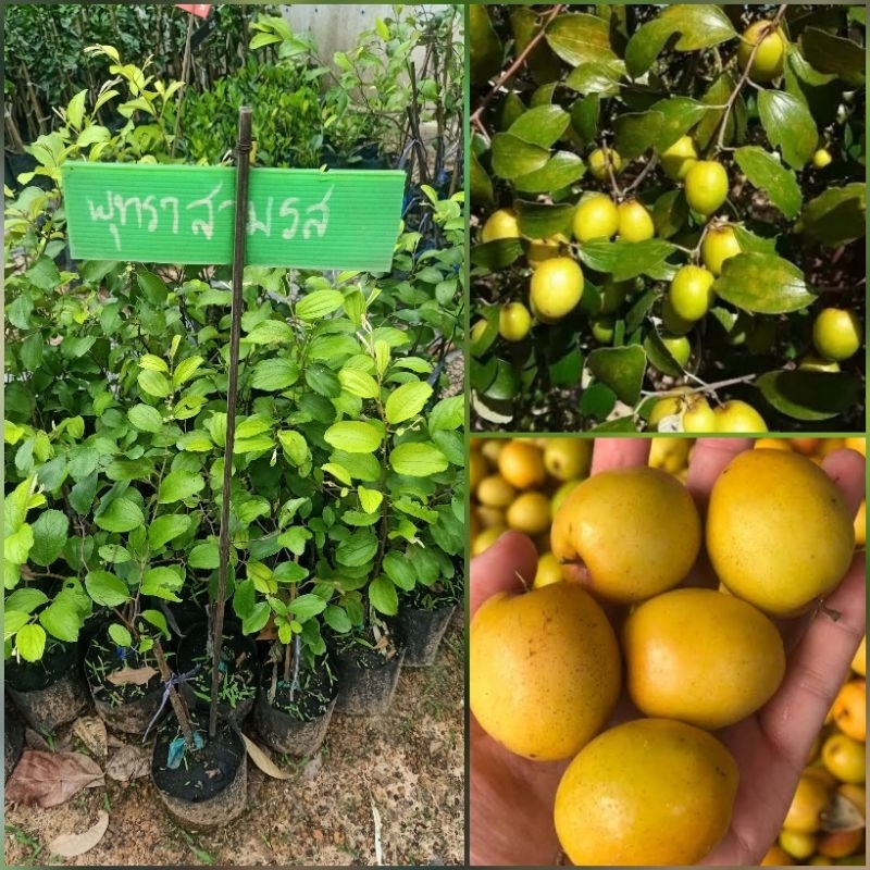 ต้นพุทราสามรส กิ่งทาบ ต้นที่ส่งสูง 60-80 ซม. รับประกันสายพันธุ์เเท้ลูกดกมาก
