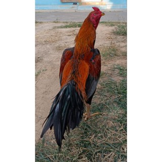 ไข่เชื้อสายพันธุ์พม่า พม่าเบอร์แข้ง ปากไว ตีแม่น สายเต็งหนึ่…