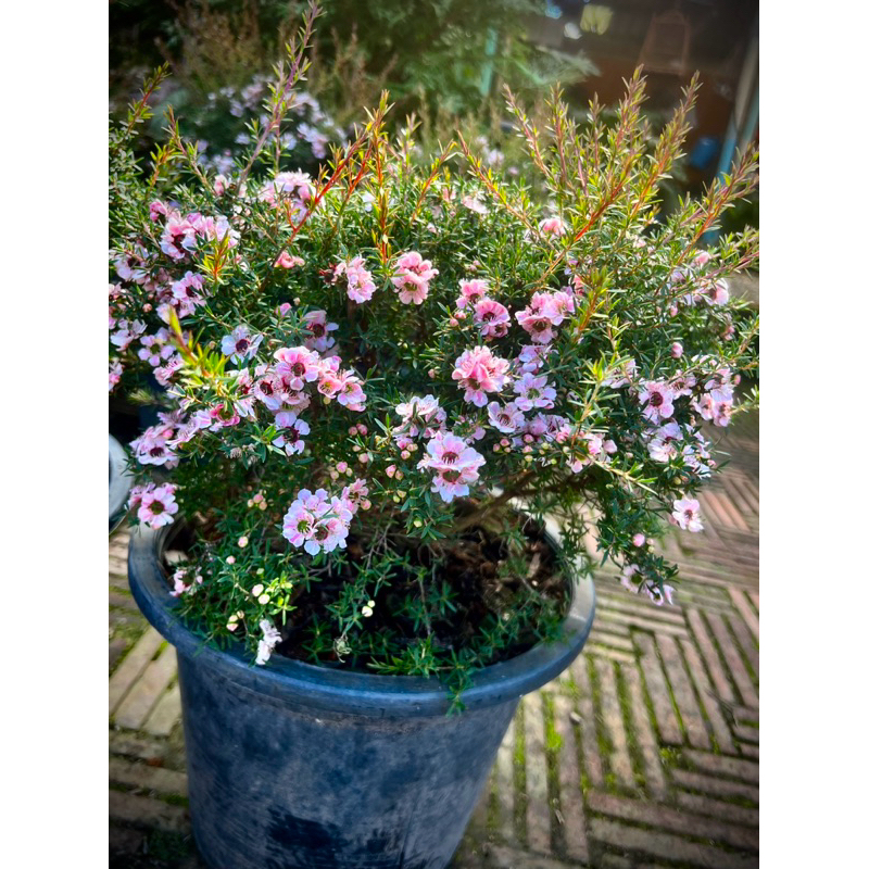 Manuka ต้น มานูก้า Tea Tree / Manuka ไม้ดอก พุ่มสวย ดอกสีขาว New Zealand tea tree/Broom tea-tree