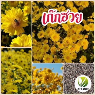 เมล็ดดอกเก๊กฮวย เก๊กฮวย ดอกไม้