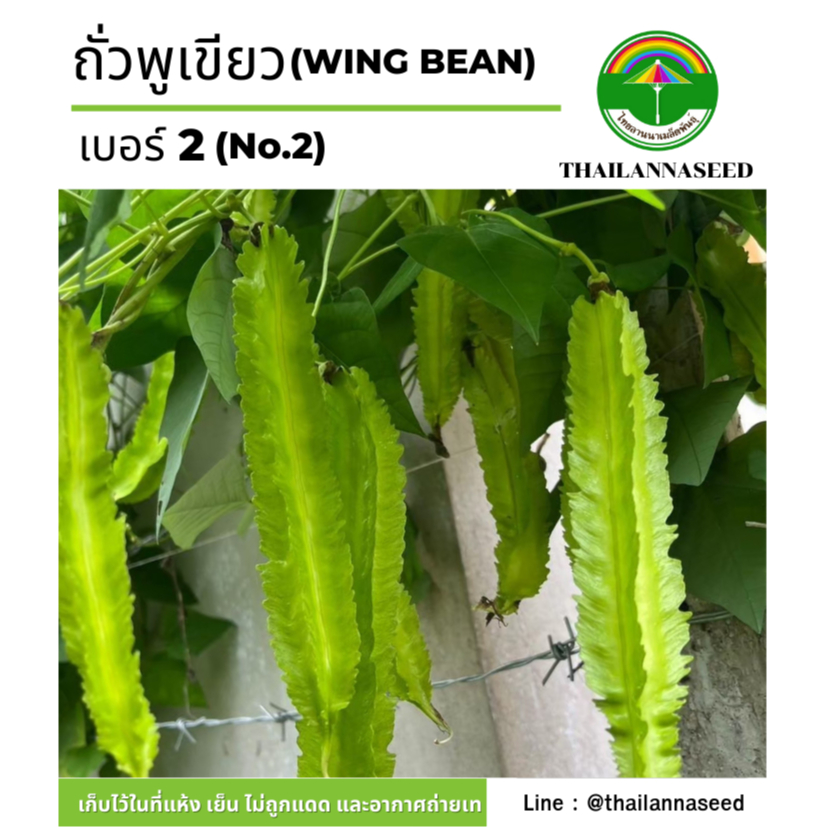 เมล็ดพันธุ์ผักสวนครัว ถั่วพูสีเขียว เบอร์ 2 ( ขนาด 4 กรัม ) รหัสสินค้า 6028