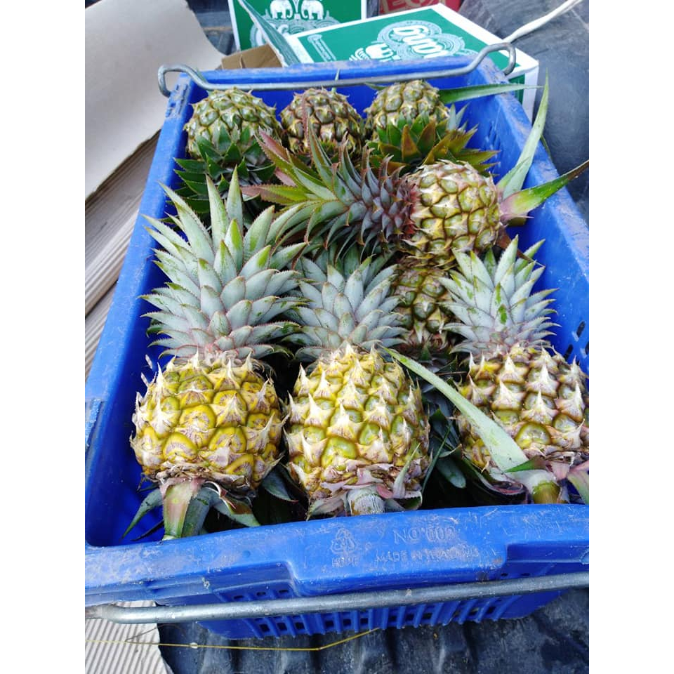 สับปะรด ภูแล แบบไหว้เจ้า ไม่ตัดจุก  กิโลละ  39 บาท  ทานได้ ไหว้เจ้าได้ มีจุก เอาไปปลูกต่อได้คะ