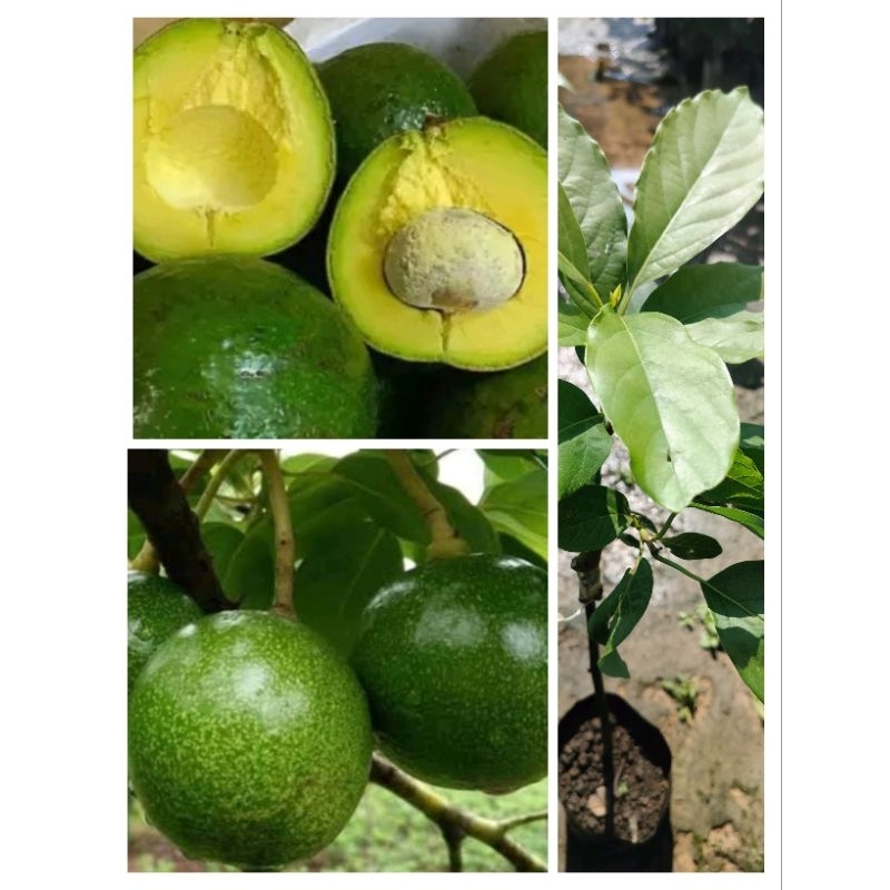 ต้นอะโวคาโด พันธุ์บูธ7 แบบเสียบยอดพันธุ์แท้ ต้นพร้อมปลูก ปลูก 1 ปีติดผล สูง 60-70ซ.ม