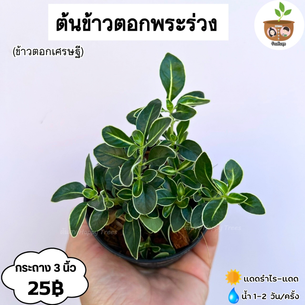 ต้นข้าวตอกพระร่วง จัดส่ง 2 ต้นขึ้นไป คละแบบได้