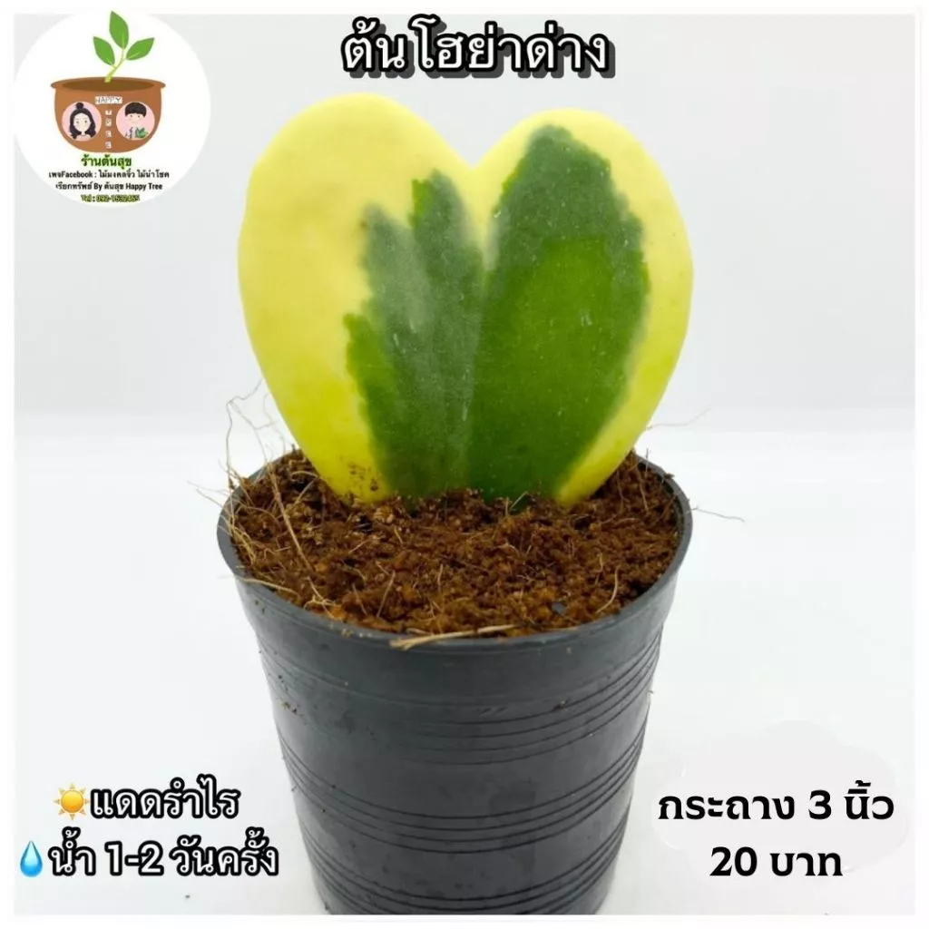 ต้นโฮย่าหัวใจด่าง จัดส่ง 2 ต้นขึ้นไป คละแบบได้