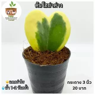 ต้นโฮย่าหัวใจด่าง จัดส่ง 2 ต้นขึ้นไป คละแบบได้