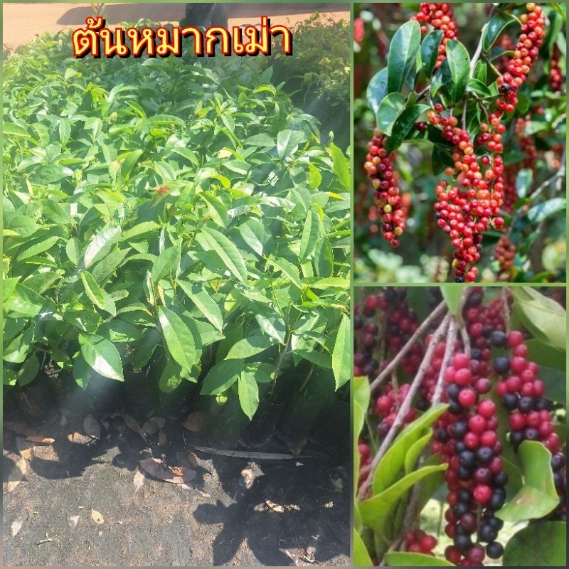 ต้นมะเม่า หรือ หมากเม่า ซื้อ 1 แถม 1 ผลทานได้ ให้ร่มเงา สุดยอดผลไม้พื้นบ้าน ประโยชน์เยอะ ต้นเพาะเมล็ด