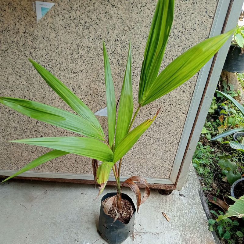 ต้นกล้าอาซาอิเบอรี่ Asieberryอายุ2ปี สุง60-100 cm.
