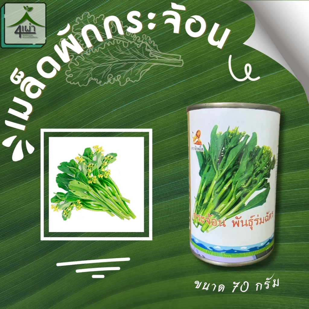 เมล็ดผักกระจ้อน ร่มฉัตร ขนาด 10 / 70 / 200 / 400 กรัม