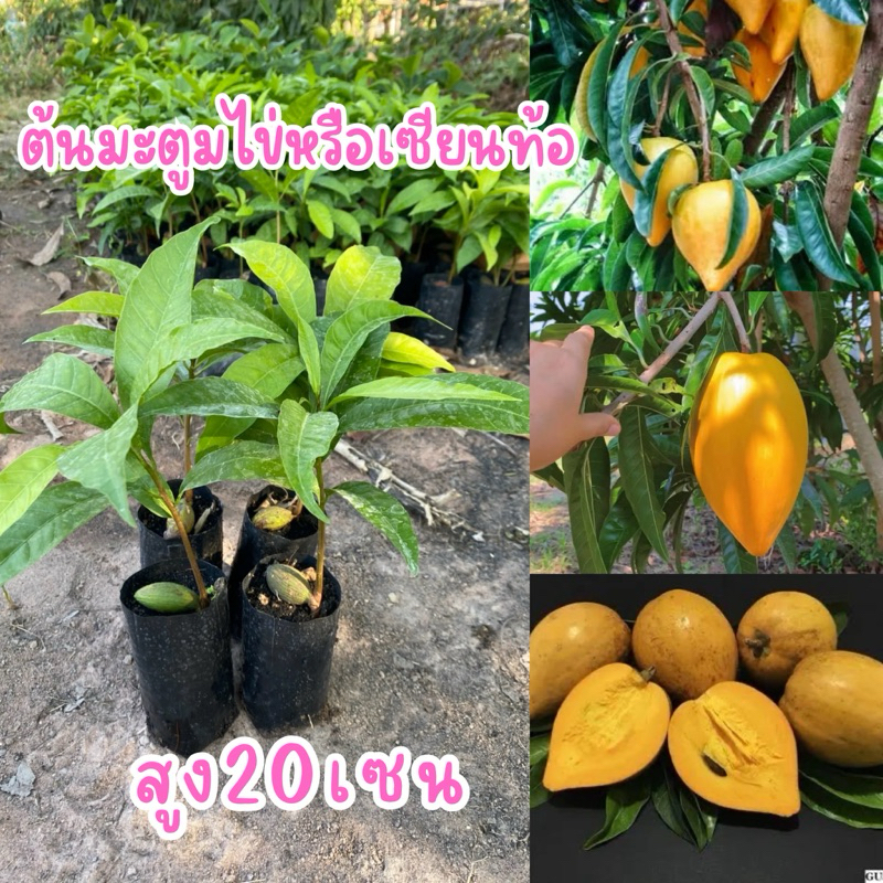 เซียนท้อหรือม่อนไข่(สั่งขั้นต่ำ2ต้นขึ้นไปต้นละ25บาท)ไม้หายากต้นไม้สวยแข็งแรงพร้อมส่ง