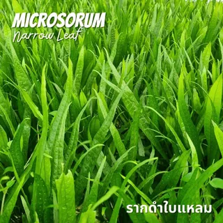 รากดำ ใบแหลม เลือกได้ 3 ขนาด จำนวน 1 มัด- MICROSORUM NARROW LEAF ต้นไม้น้ำ เฟิร์นน้ำ