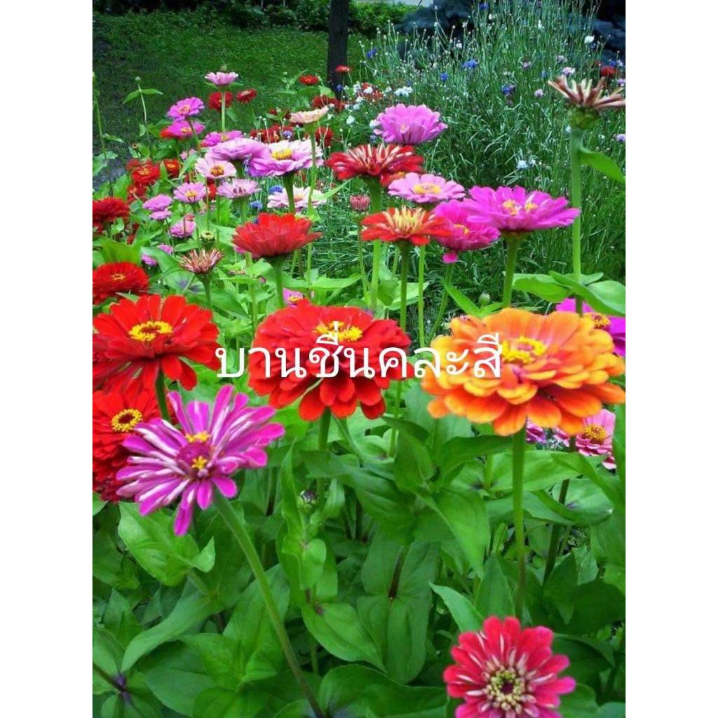 ต้นพันธุ์ ดอกบานชื่น   ถุงดำ 29 บาท  บานชื่น คละสี  Zinnia ดอกบานชื่น แห่งความสุข สีสันสวยงาม ปลูกง่าย ชอบอยู่กลางแจ้ง