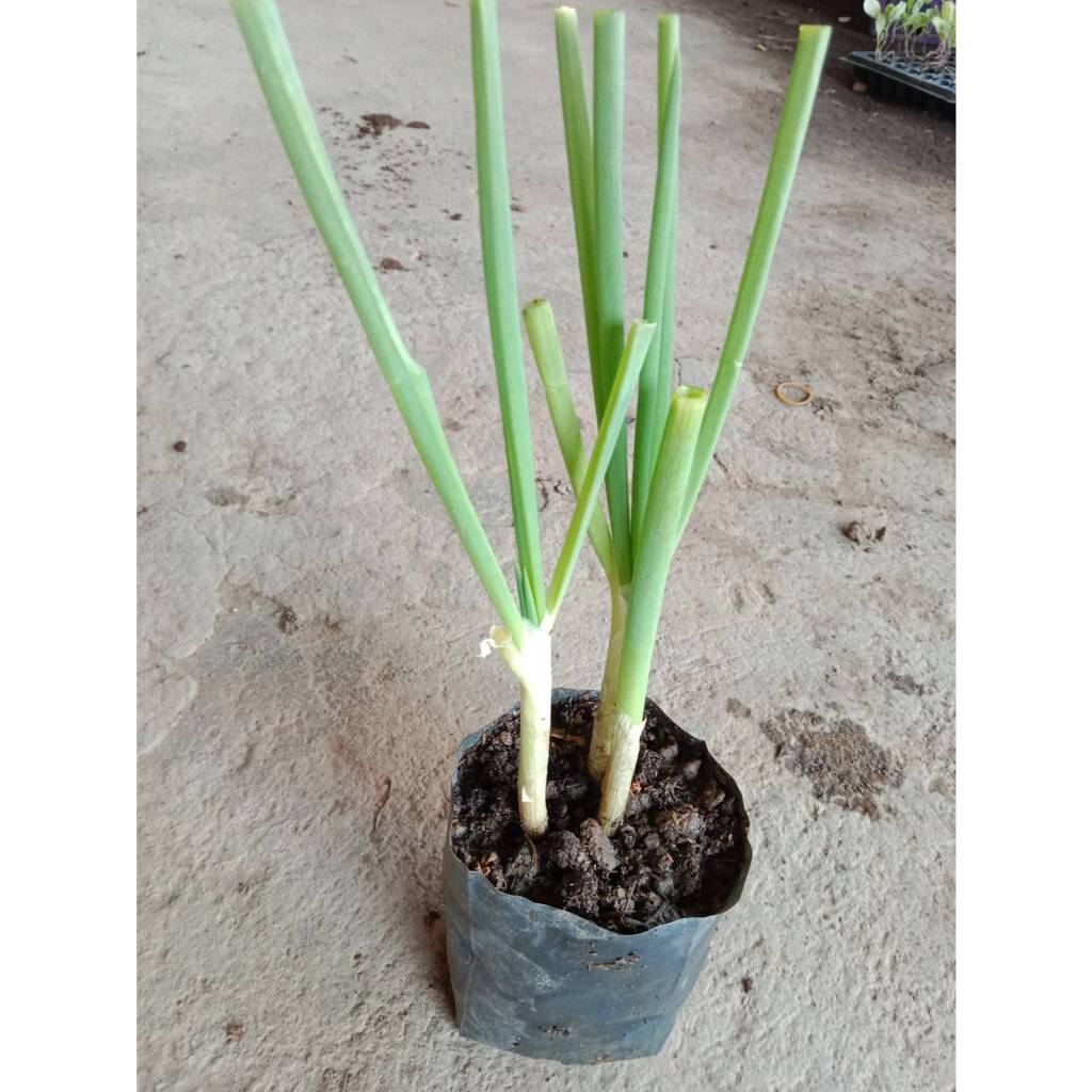 ต้นพันธุ์ ต้นหอม หอมแบ่ง หอมบั่ว พร้อมปลูก  ถุงดำ 29 บาท สำหรับปลูกไว้ตัดทานที่บ้านสดอร่อย ปลอดสารพิษ หอมแบ่ง แตกกอดี