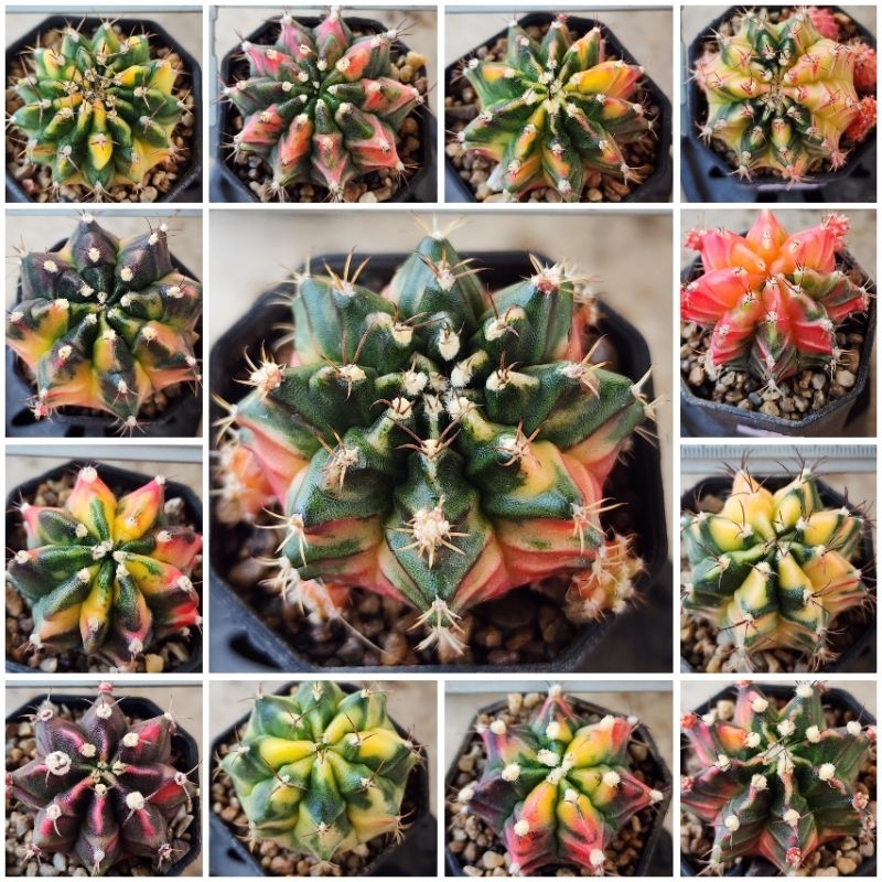 Gymnoด่างสวย เกรดประกวด คัดตัวเทพ (ไม้ชำหน่อจากแม่ไม้ราก)