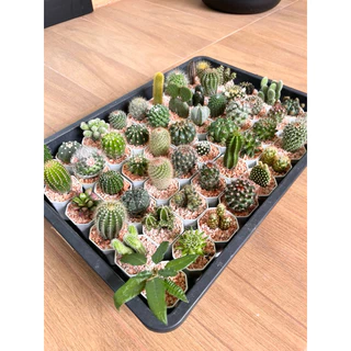 🌵 A Little cactus🌵| แคคตัสยกถาด 54 ต้น สามารถระบุพันธ์ให้ทางร้านได้ แคคตัส กระบองเพชร