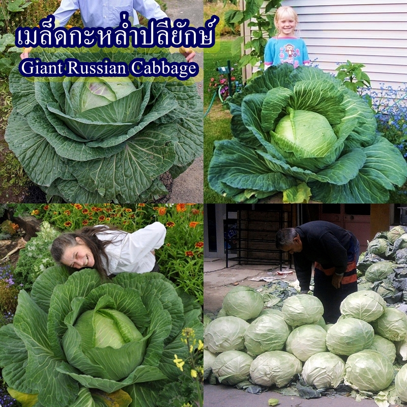 100+ เมล็ด เมล็ดกะหล่ำปลียักษ์ (หัวใหญ่ ห่อหัวแน่น รสชาติดี หวานกรอบอร่อย ความใหญ่ขึ้นกับความสมบูรณ์ และสภาพอากาศ)