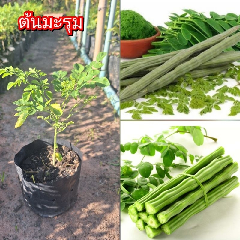 ต้นมะรุม ต้นเตี้ยฝักใหญ่ /ซื้อ 5 แถม1ถุง/ผักพื้นบ้านใช้ประกอบอาหาร มีสรรพคุณทางยา