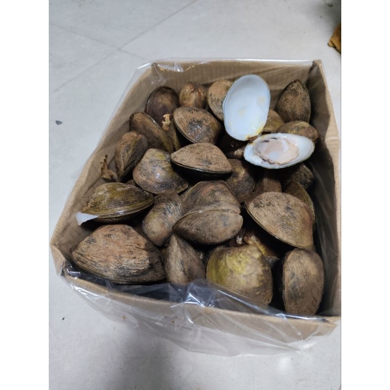 หอยกัน หอยพอกหอยทะเล ส่งตรงสดๆถึงหน้าบ้าน