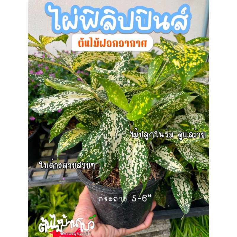 ไผ่ฟิลิปปินส์กระถาง 5-6“ใบด่างๆ พุ่มใหญ่ๆ ปลูกในร่ม ฟอกอากาศได้ดี